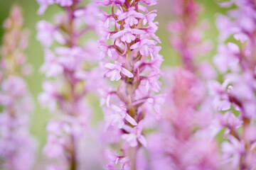 Flower boom in nature. Gymnadenia conopsea,Common Fragrant Orchid, pink flowering European terrestrial wild orchid in nature habitat with green background, Czech Republic. Wild orchid pink detail.