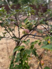 Close-Up of Green Apples