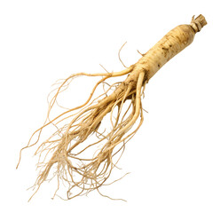 Ginseng Root Closeup View of Asian Ginseng Herbal Medicine Traditional Remedy Root Vegetable Botanical Illustration Panax Ginseng Natural Health Medicinal Plant on transparent background