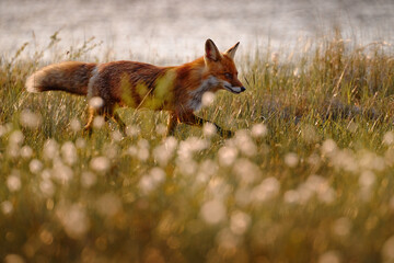 Fox eating run in cotton grass. Red Fox, Vulpes vulpes, beautiful animal on green vegetation in the...