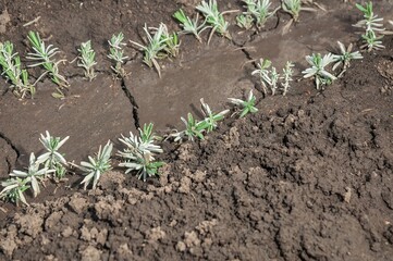 A close-up view of lavender seedlings thriving in rich, dark soil, showcasing early spring growth.