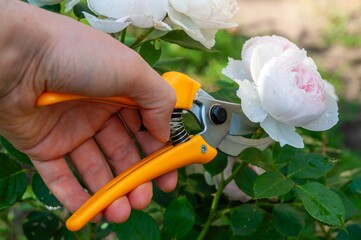 Gardener using orange pruning shears to trim a wet, white rose bush in the garden.