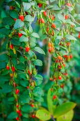 Vibrant goji berries, a symbol of health, hanging from a lush green plant.