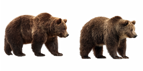 Two brown bears standing side by side on a black background, facing towards the right side