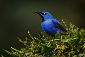 Beautiful exotic forerst blue bird with yellow legs,  Central America. Detail of jungle animal. Blue tropic bird, close-up portrait. Shining Honeycreeper, Cyanerpes lucidus, wildlife from Costa Rica.