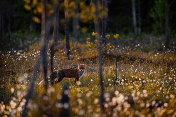 Red fox in the summer taiga forest, Finland. Orange fur coat animal in cotton grass flower bloom,...