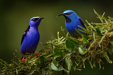 Comparison - Shining Honeycreeper, Cyanerpes lucidus, Red-legged Honeycreeper, Cyanerpes cyaneus on the same branch in the tropic forest, Boca Tapada in Costa Rica. Blue birds in the nature, wildlife
