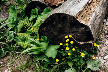 Vibrant green plants and wildflowers scattered across the forest floor