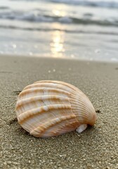 Close-up of seashell on sandy beach at sunset with ocean waves in background