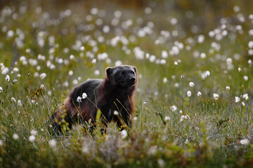 Fog morning with wolverine. Finland wildlife. Wolverine in summer forest lake habitat. Animal...