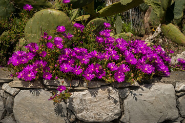 Close-up view of numerous vibrant purple Delosperma Cooperi flowers on stone