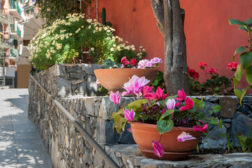 blooming cyclamen in pots on the street, stone wall, flowerbed in Monterosso al Mare, Cinque Terre,...