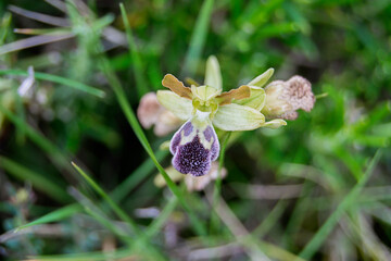 Unique orchids thrive in a lush garden setting under vibrant sunlight