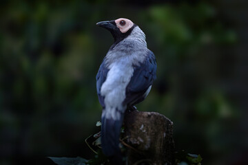 Obraz premium Coleto, Sarcops calvus, starling specie, grey black bird with pink head. Monotypic genus Sarcopsm bird endemic to the Philippines, Asia. Coleto sitting on the branch in the nature forest, wildlife.