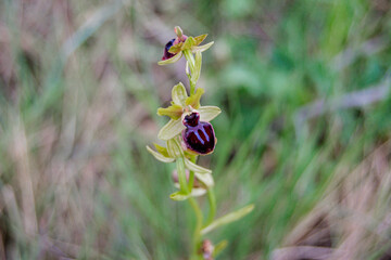 Blooming orchids reveal secret beauty in a lush green meadow during spring