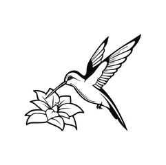 Hummingbird feeding on a flower nectar nature