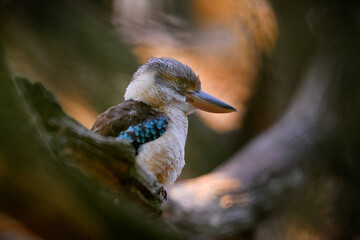 Kingfisher Blue-winged kookaburra, Dacelo leachii, colorful kingfisher from Australia. Bird hidden in the habitat. Wildlife scene from nature. Art view, wildlife.