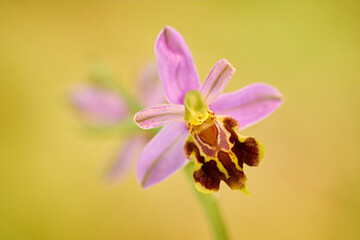 Ophrys apifera, zech wild bee orchid, flowering European terrestrial wild orchid, nature habitat,...