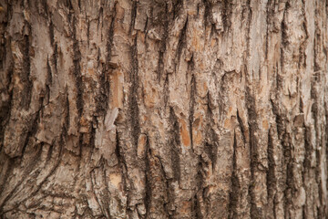 photo tree bark texture. Texture of old tree.