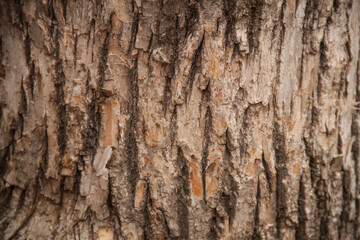 photo tree bark texture. Texture of old tree.