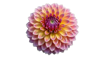 Vibrant pink and yellow dahlia flower bloom isolated on a transparent background