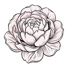 vector rose flower