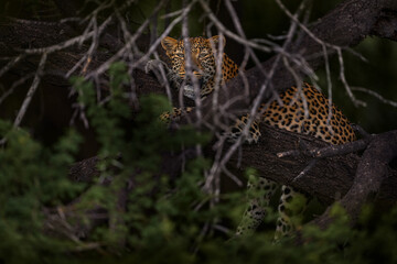 Leopard on tree, Panthera pardus shortidgei, nature habitat, big wild cat in nature, dark day in...