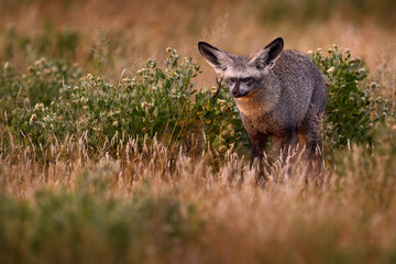 Family group Bat-eared fox, Otocyon megalotis, wild dog from Africa. Rare wild animal, evening...