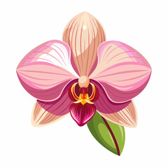 Naklejka premium orchid isolated on white background