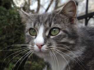 A close-up of a beautiful tabby and white cat with striking green eyes and long whiskers, looking...