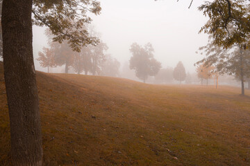 Soft fog covering open grassy hill with scattered fall trees in peaceful, quiet park landscape