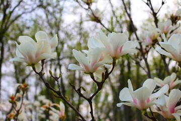 Delicate white magnolia blossoms with subtle pink centers stand out on bare branches against a...