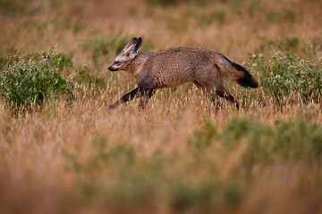 Running Bat-eared fox, Otocyon megalotis, wild dog from Africa. Rare wild animal, evening light in grass. Wildlife scene, Central Kalahari, Botswana. Fox with big long ears. Animal behaviour.