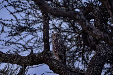 Africa, owl in night. Rare African owl in the nature habitat, Bubo africanus, Spotted eagle-owl,...