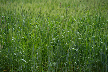 summer landscape, field with green grass and horizon