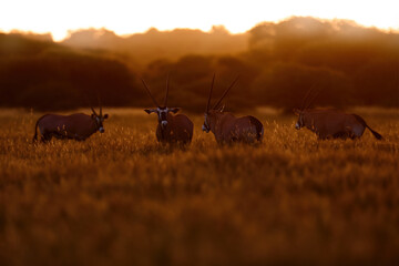 Oryx with orange grass evening sunset. Gemsbock large antelope in nature habitat, Botswana wild...