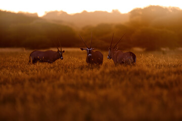 Oryx with orange grass evening sunset. Gemsbock large antelope in nature habitat, Botswana wild...