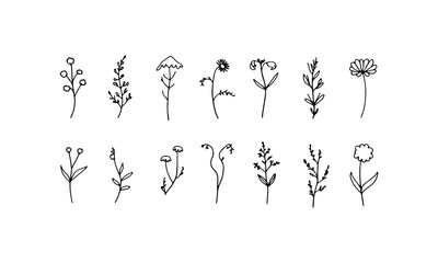 Obraz premium Delicate Petal Designs. Graceful flower sketches with delicate petal work and thin organic stems, perfect for fine line designs.