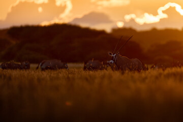 Oryx with orange grass evening sunset. Gemsbock large antelope in nature habitat, Botswana wild...