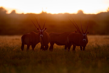 Oryx with orange grass evening sunset. Gemsbock large antelope in nature habitat, Botswana wild...