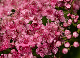 A close up of a pink flower with dew drops on it