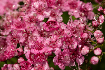 A close up of a pink flower with dew drops on it