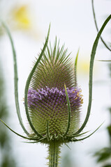 Blütenstand derWilden Karde (Dipsacus sylvestris)