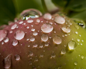 A green apple with water droplets on it