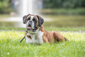 beautiful 3 years old purebred golden brown german boxer dog puppy jumping playing outdoor shooting