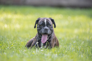 beautiful 3 years old purebred golden brown german boxer dog puppy jumping playing outdoor shooting