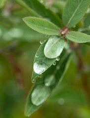A leaf with water droplets on it