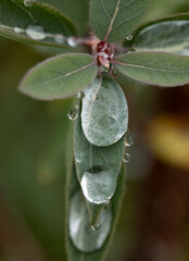 A leaf with water droplets on it