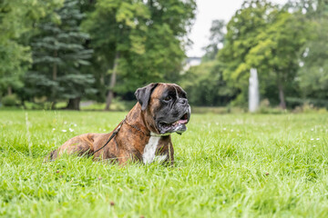 beautiful 3 years old purebred golden brown german boxer dog puppy jumping playing outdoor shooting