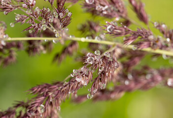 A plant with droplets of water on it